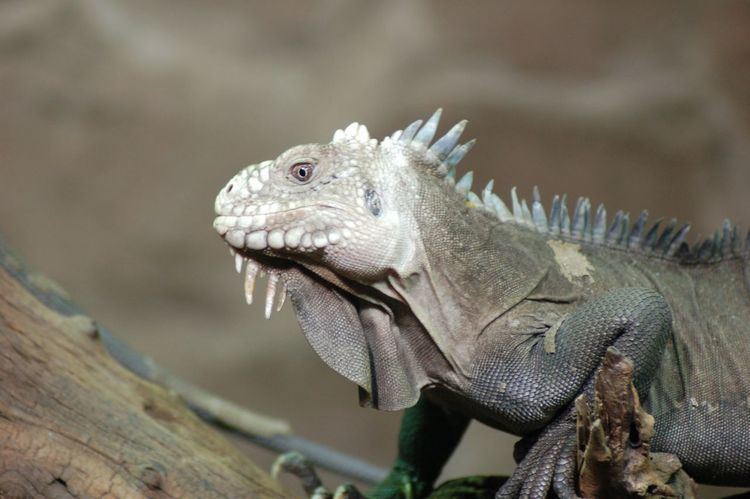 Lesser Antillean iguana FileLesser Antillean Iguanajpg Wikimedia Commons