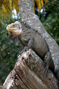 Lesser Antillean iguana httpsuploadwikimediaorgwikipediacommonsthu