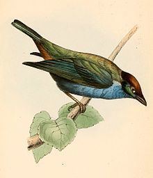 Lesser Antillean tanager httpsuploadwikimediaorgwikipediacommonsthu