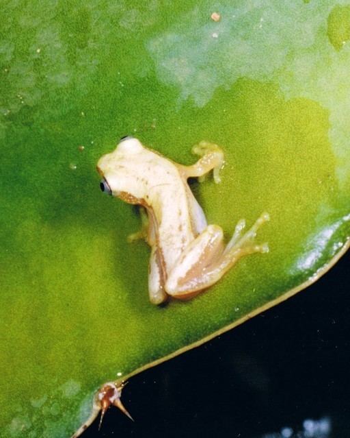 Lesser banana frog