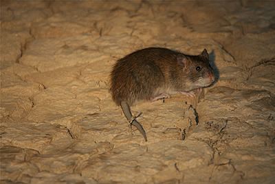 Lesser bandicoot rat Index of OrientalImagesIndia