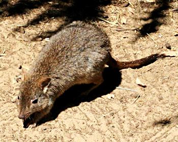 Lesser bandicoot rat Lesser Bandicoot Rat Maurya Baests Pinterest Rats