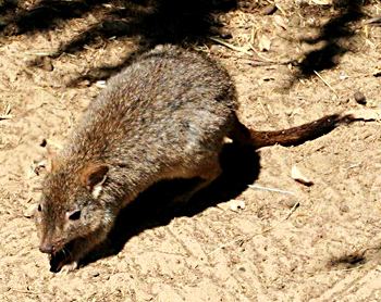 Bandicota - Wikipedia