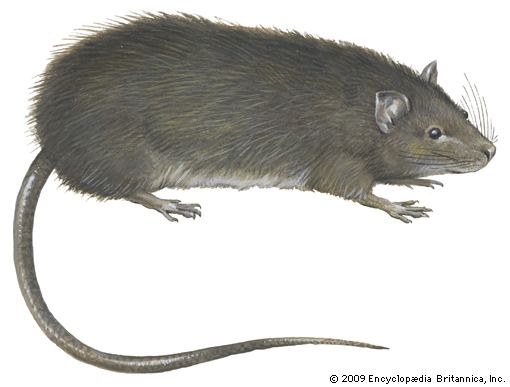 Lesser bandicoot rat bandicoot rat rodent Britannicacom