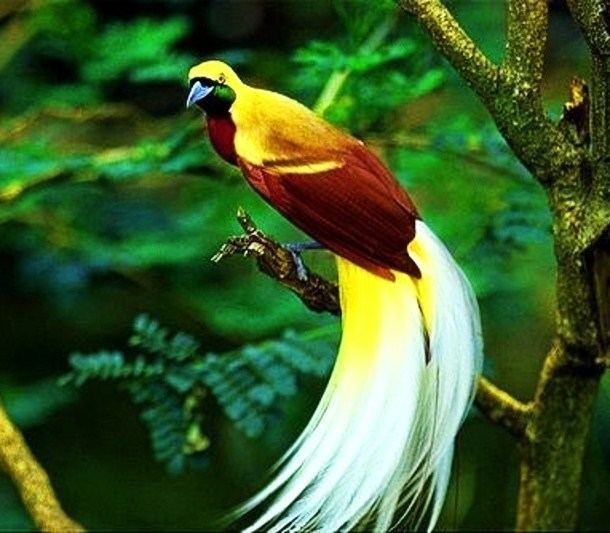 Lesser bird-of-paradise Birds of the World Lesser birdofparadise