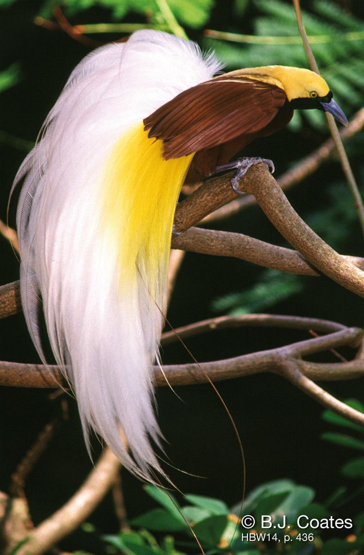 Lesser bird-of-paradise 1000 images about BIRD OF PARADISE on Pinterest Wings