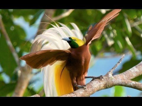 Lesser bird-of-paradise Lesser BirdofParadise YouTube