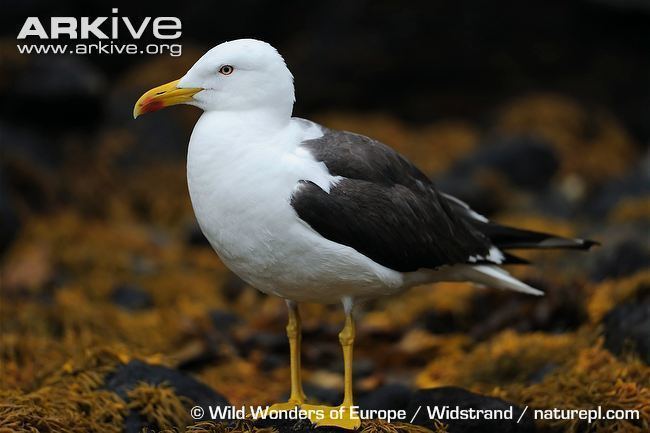 Lesser black-backed gull Lesser blackbacked gull videos photos and facts Larus fuscus