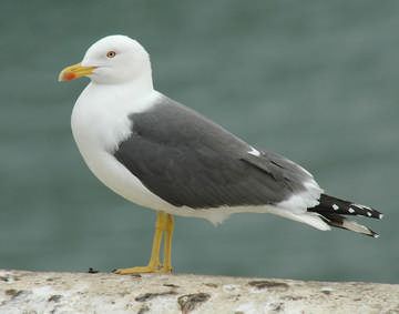 Lesser black-backed gull Lesser Blackbacked Gull breeding