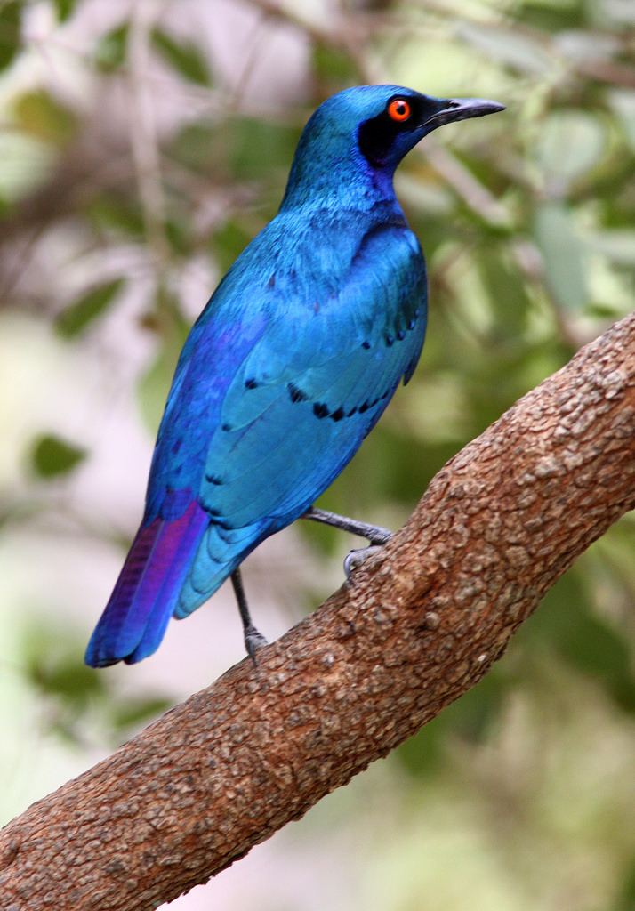 Lesser blue-eared starling Lesser Blueeared Glossy Starling Lamprotornis chloropter Flickr