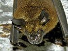 Lesser brown horseshoe bat wwwecologyasiacomimagesthumbslesserbrownhor