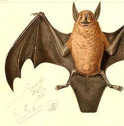 Lesser bulldog bat httpsuploadwikimediaorgwikipediacommonsthu