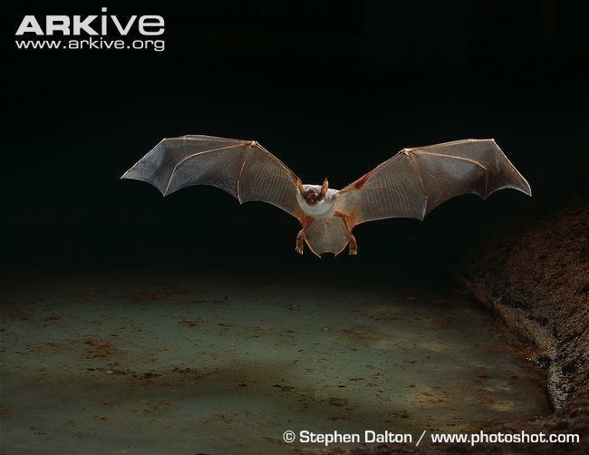 Lesser bulldog bat Lesser bulldog bat photo Noctilio albiventris G84106 ARKive