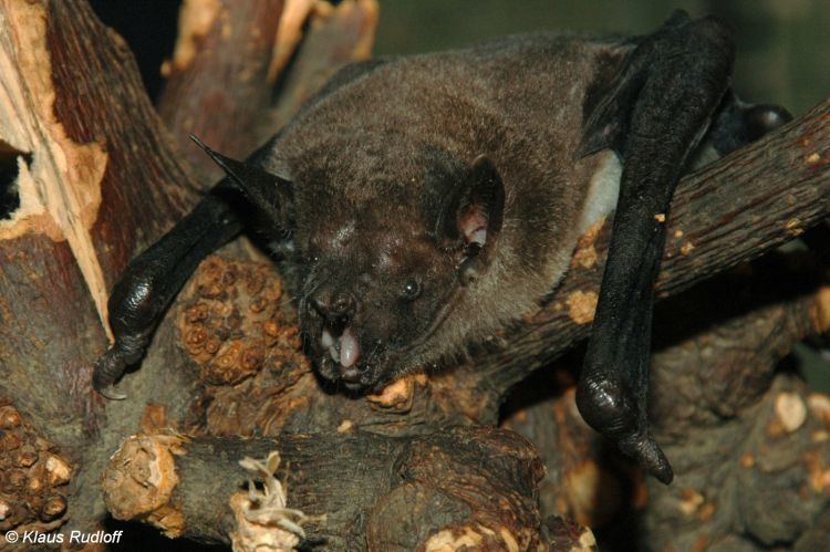 Lesser bulldog bat Image Noctilio albiventris Lesser Bulldog Bat BioLibcz