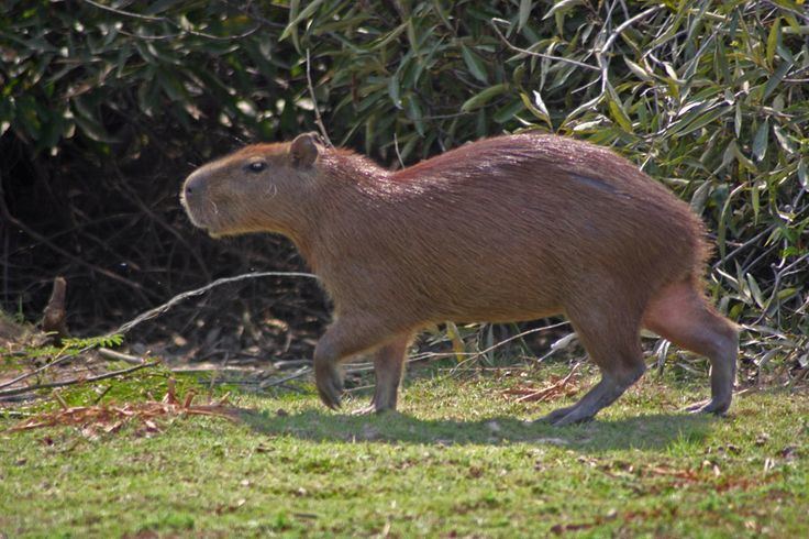 Lesser capybara The Elusive Lesser Capybara Capybara Madness Animal Life