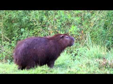 Lesser capybara Lesser Capybara Bark YouTube