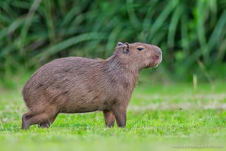 Lesser capybara Panama Birds amp Wildlife Photos39 Blog In search of the Lesser