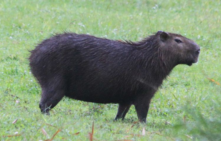 Lesser capybara gianthamstercomwpcontentuploads201012Michae