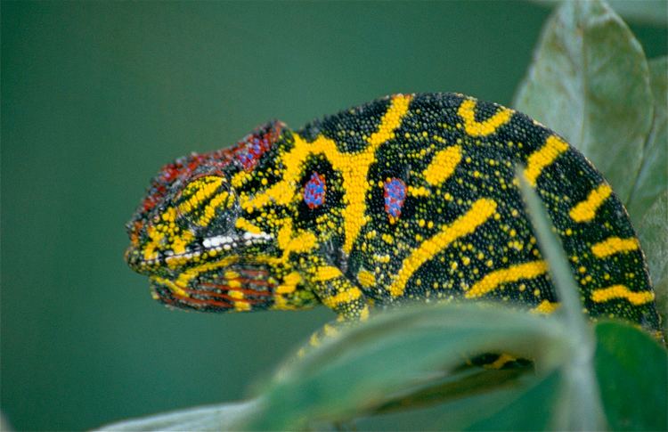 Lesser chameleon FileLesser Chameleon Furcifer minor female captive specimen