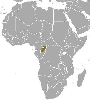 Lesser Congo shrew