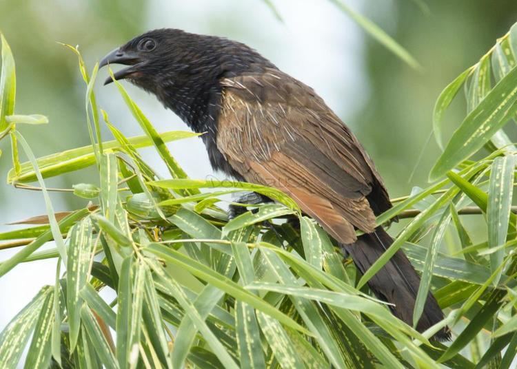 Lesser coucal Lesser Coucal Centropus bengalensis videos photos and sound