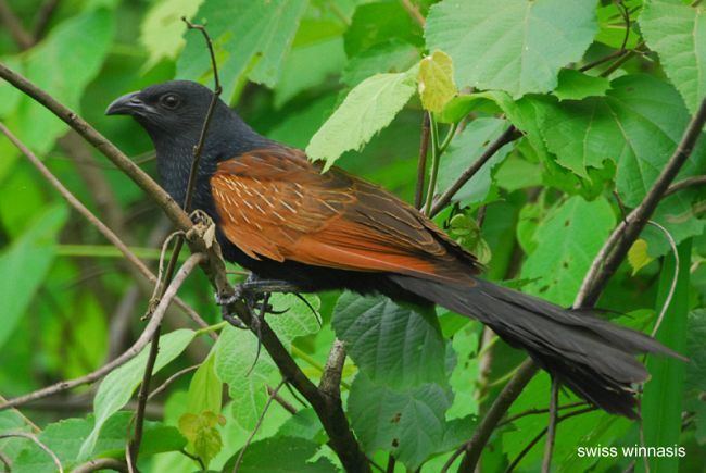 Lesser coucal Oriental Bird Club Image Database Lesser Coucal Centropus