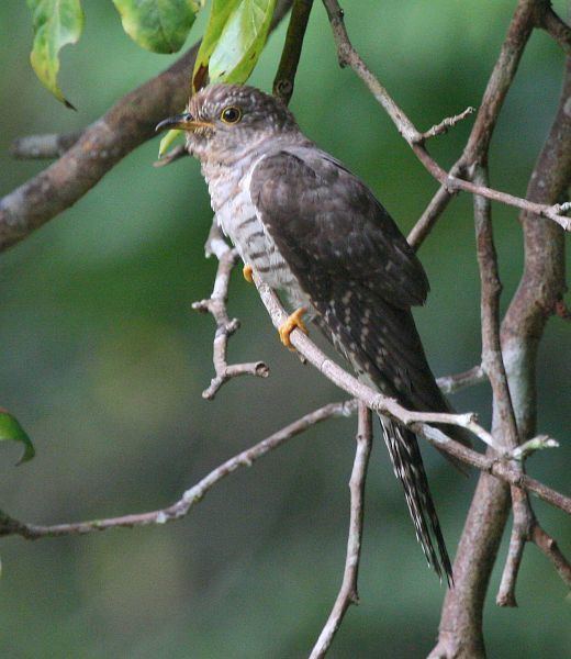 Lesser cuckoo orientalbirdimagesorgimagesdatalessercuckoomajpg
