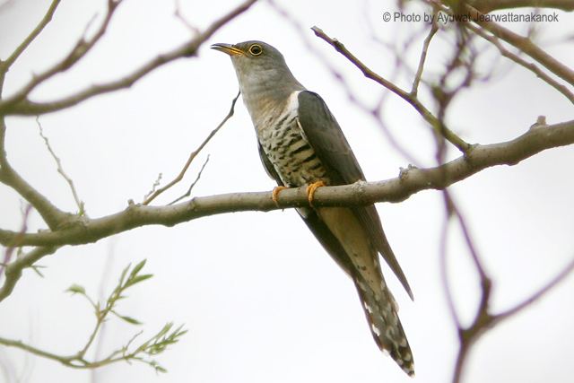 Lesser cuckoo Oriental Bird Club Image Database Lesser Cuckoo Cuculus