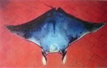 Lesser devil ray Mobula hypostoma Lesser devil ray fisheries