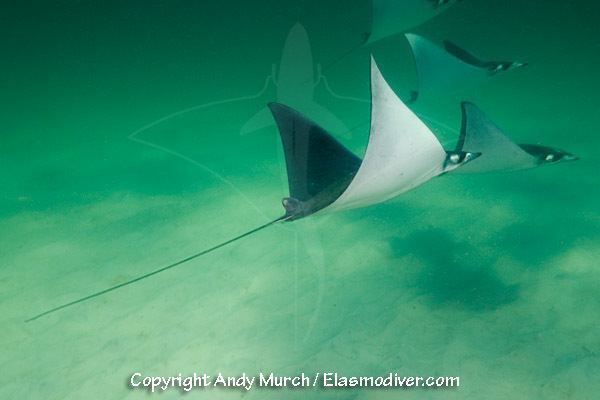 Lesser devil ray Lesser Devil Ray or Atlantic Devilray mobula ray pictures Images