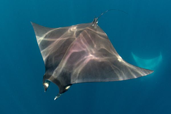 Lesser devil ray Atlantic devil ray pictures and information aka Lesser Devilray or