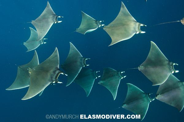 Lesser devil ray Lesser Devil Ray or Atlantic ray pictures of Mobula hypostoma