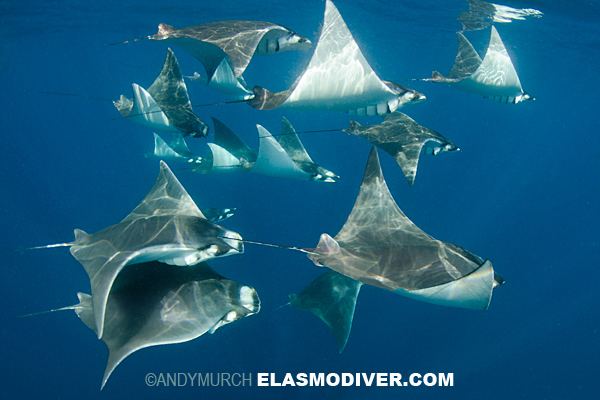 Lesser devil ray Atlantic devil ray pictures and information aka Lesser Devilray or