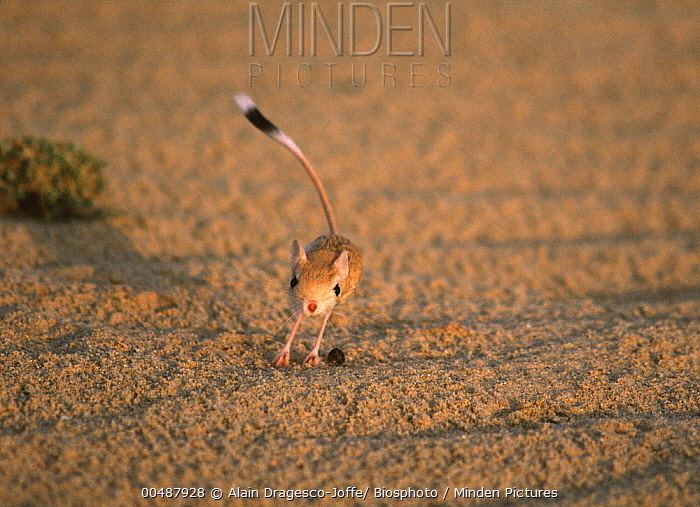 Lesser Egyptian jerboa Minden Pictures stock photos Lesser Egyptian Jerboa Jaculus