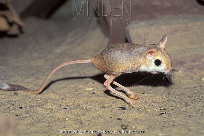 Lesser Egyptian jerboa Minden Pictures stock photos Lesser Egyptian Jerboa Jaculus