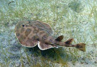 Lesser electric ray Oceans411 Electric Ray