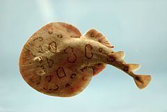 Lesser electric ray Lesser electric ray Wikipedia