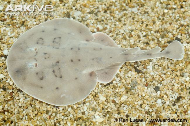 Lesser electric ray Lesser electric ray videos photos and facts Narcine brasiliensis