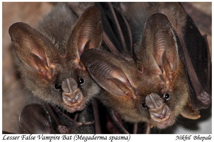 Lesser false vampire bat Lesser False Vampire Bat Megaderma spasma