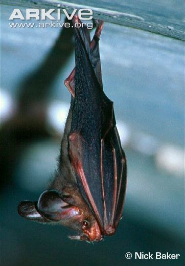 Lesser false vampire bat Lesser false vampire bat photo Megaderma spasma G21397 ARKive