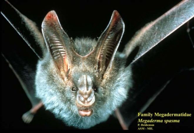 Lesser false vampire bat Megaderma spasma Lesser false vampire bat Vespertilio spasma