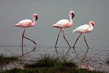 Lesser flamingo Lesser flamingo Wikipedia