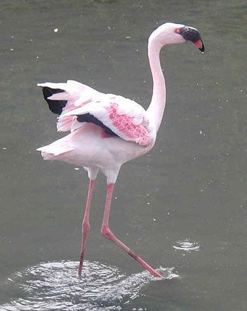 Lesser flamingo Lesser Flamingo The Animal Files