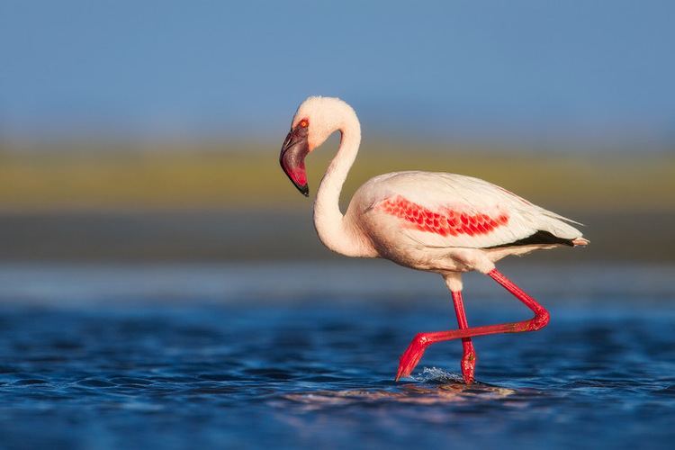Lesser flamingo animalialifeclubdataimageslesserflamingoles