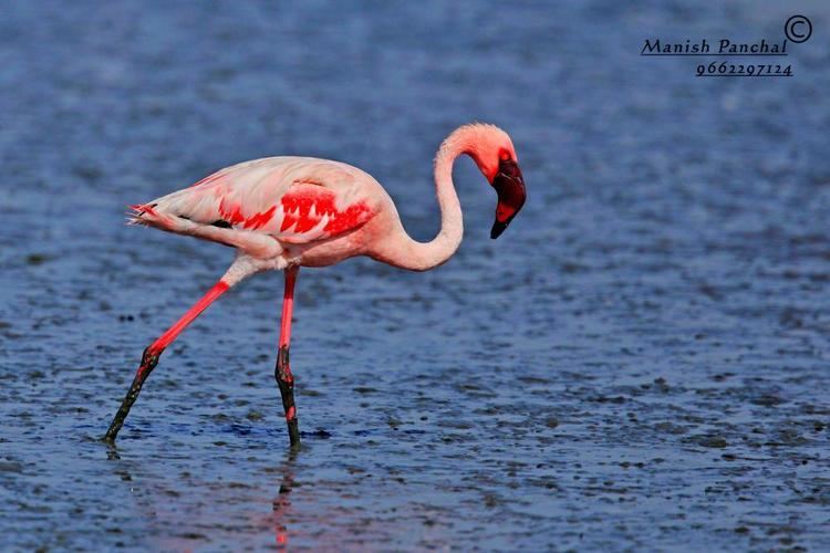 Lesser flamingo Lesser Flamingo Phoeniconaias minor videos photos and sound