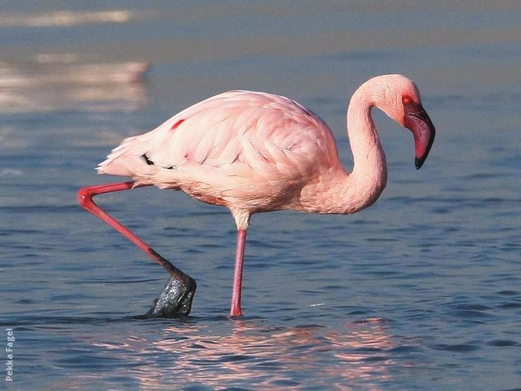 Lesser flamingo Lesser Flamingo KuwaitBirdsorg