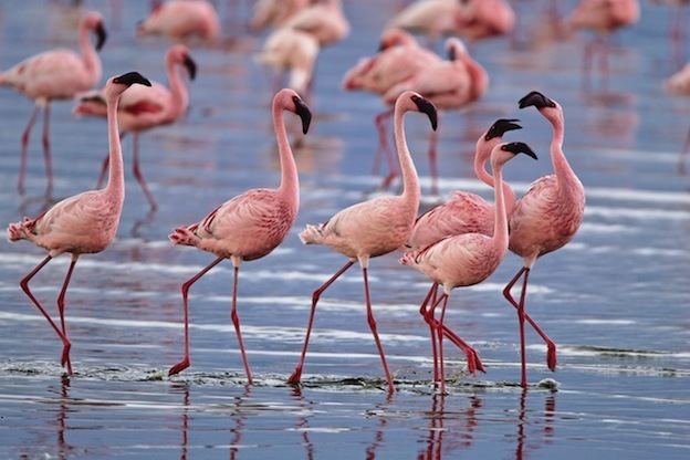 Lesser flamingo Lesser Flamingo Flamingo Facts and Information