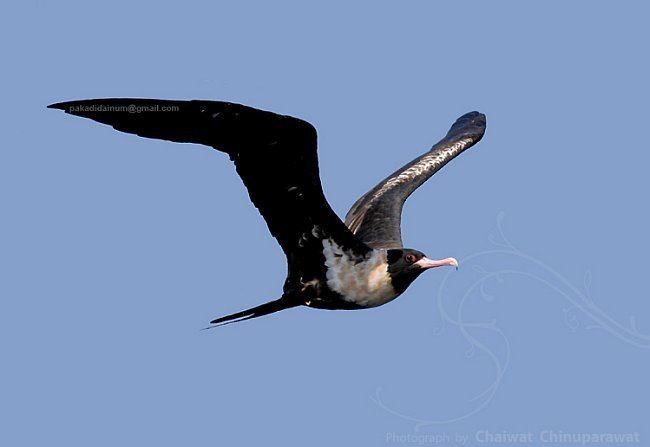 Lesser frigatebird orientalbirdimagesorgimagesdatalesserfrigatebi