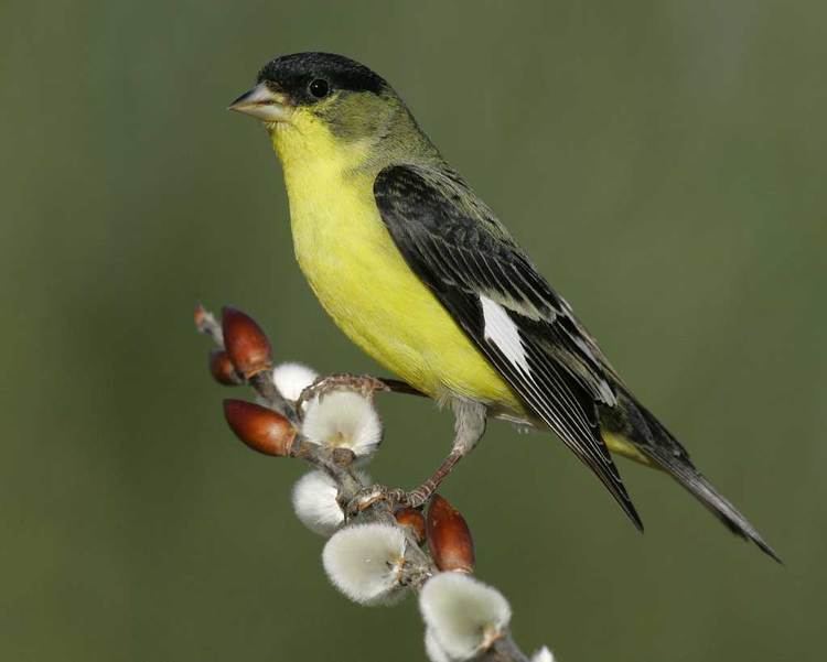 Lesser goldfinch Lesser Goldfinch Audubon Field Guide