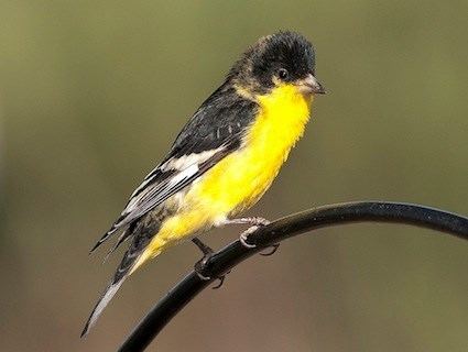 Lesser goldfinch Lesser Goldfinch Identification All About Birds Cornell Lab of